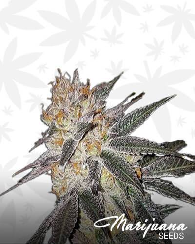 Spiked Punch Strain