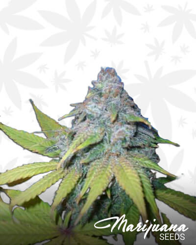 Star Berry Indica