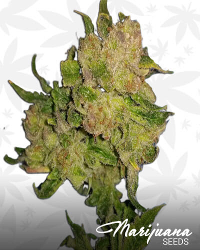 Star Tonic