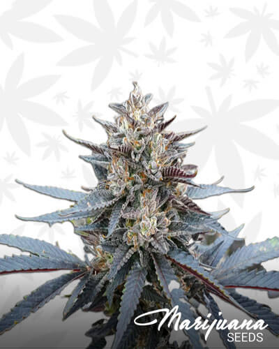 Stardawg