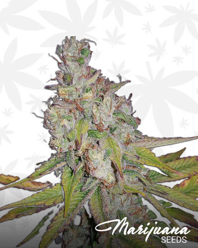 Strawberry Alien Kush