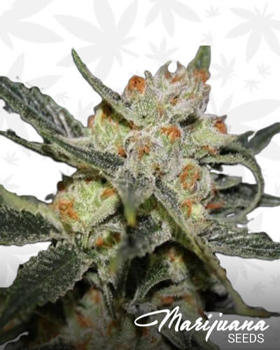 Strawberry Cake