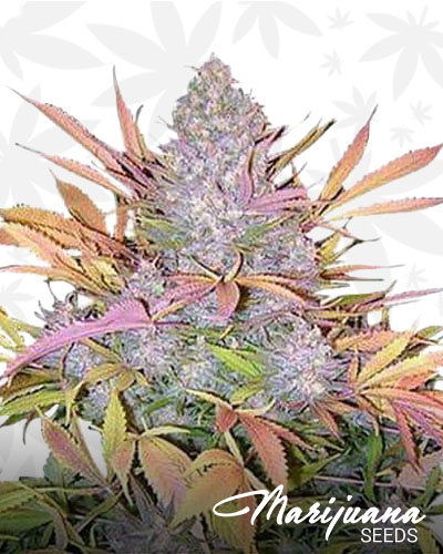 Strawberry Cough