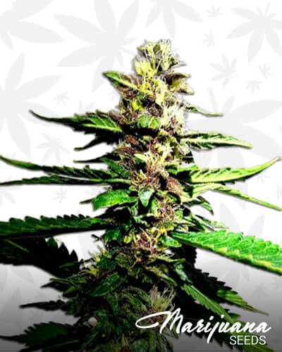 Strawberry Diesel