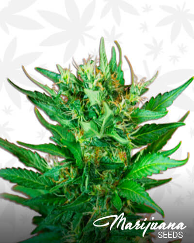 Strawberry Dream Strain
