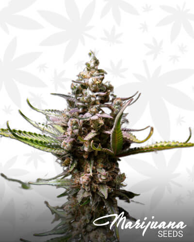Strawberry Gum