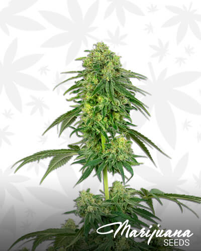 Strawberry Kush