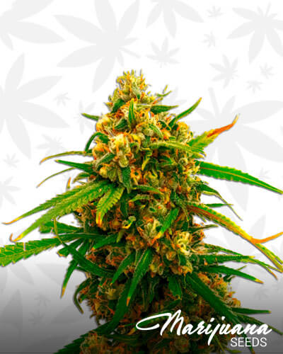 Strawberry OG