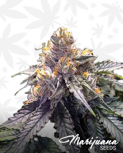 Sugar Breath Strain