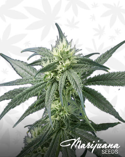 Sugar Calyx