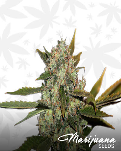 Sunlight Skunk