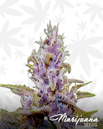 Super Blue Dream