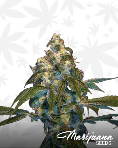 Super Lemon OG