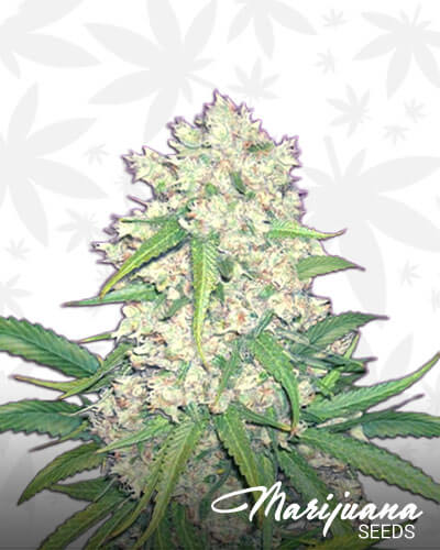 Super Silver Hash Plant