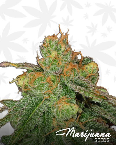 Super Sour Lemon