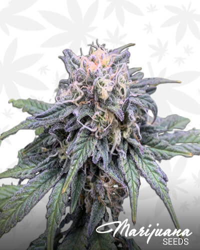 Super Sour OG
