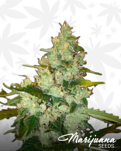 Super Sour Skunk