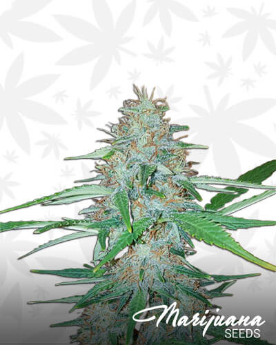 Super Sour Widow