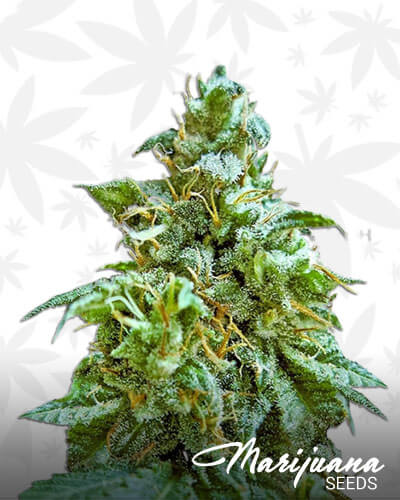 Superb OG