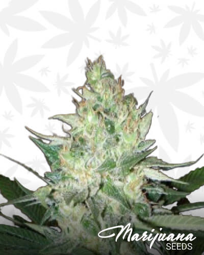 Superglue