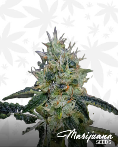Supermax OG