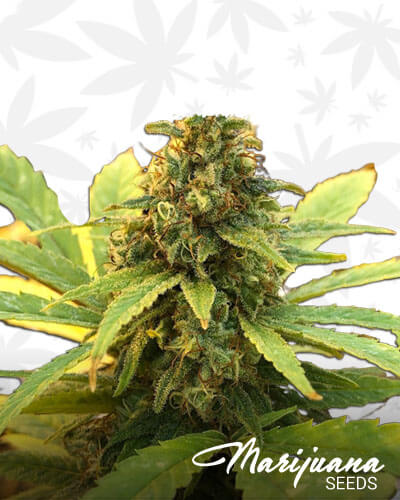 Suver Haze