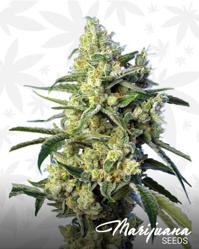 Sweet Amnesia Haze