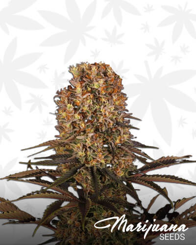 Sweet Berry