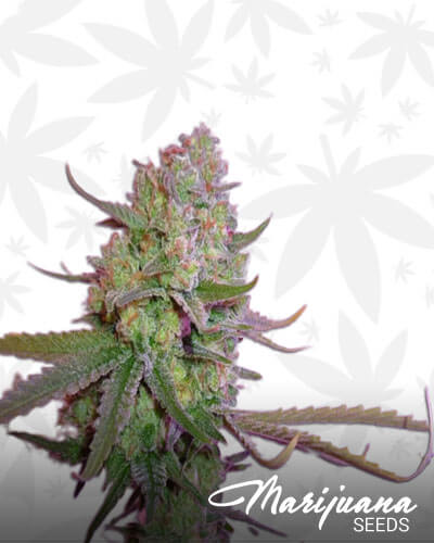 Sweet Harlem Diesel