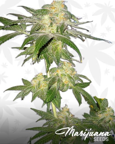 Sweet Kush
