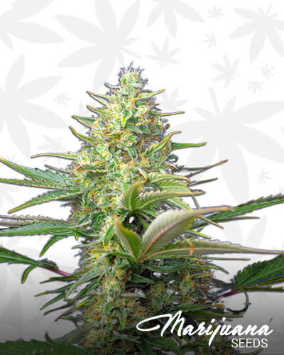 Sweet Pure CBD