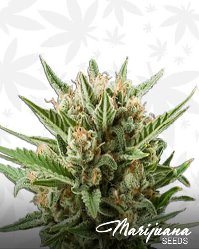 Sweet Skunk