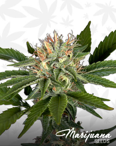 Sweet Valley Kush