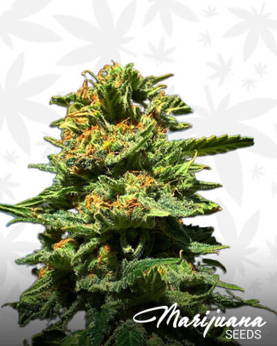 THC Bomb