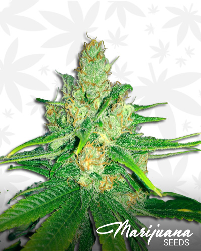 TJ’s CBD