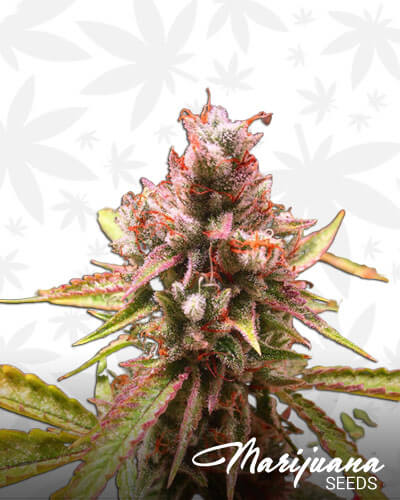 Tahoe Hydro Champagne