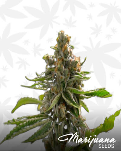 Tahoe Hydro OG 1