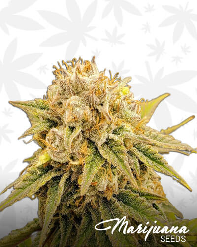 Tahoe OG Kush