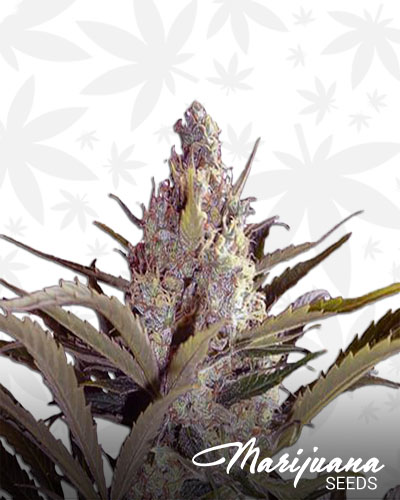 Taliban Poison strain