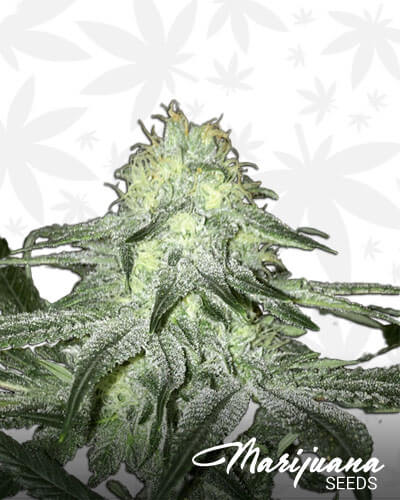 Tangelo Kush