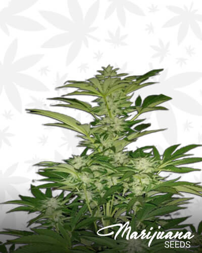 Tangerine G13