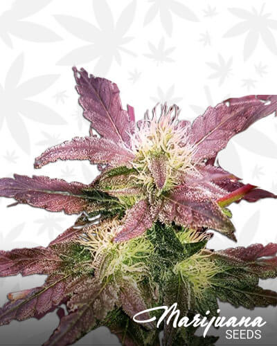 Tangie Biscotti