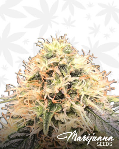 Tangie Dream
