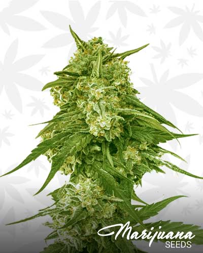 Tangie Marijuana Seeds