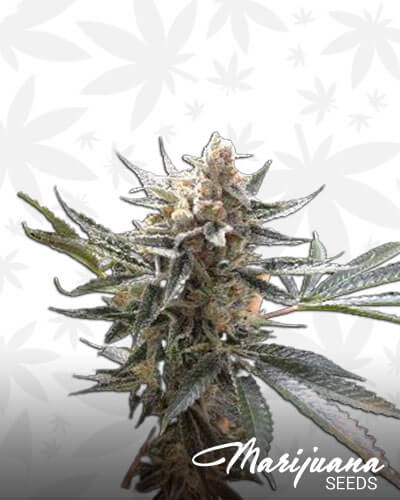 Tangie Sunrise