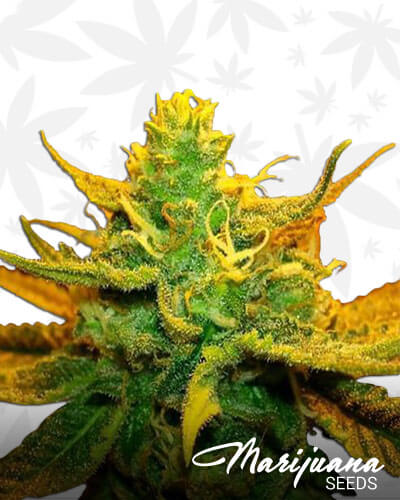 Tango Kush
