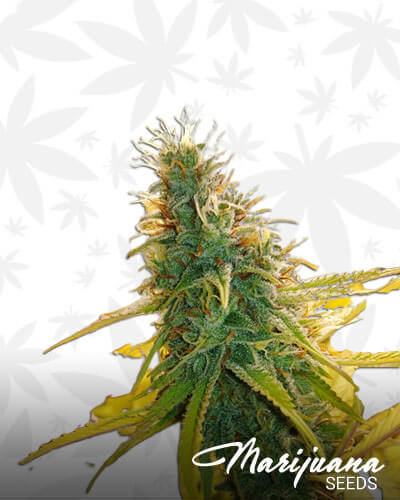 Tembo Kush