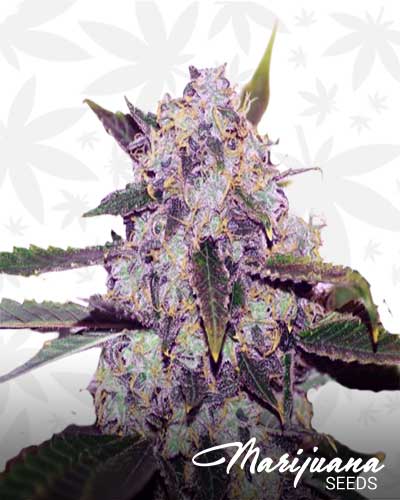 Thai Marijuana Seeds