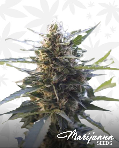Thelonious Skunk