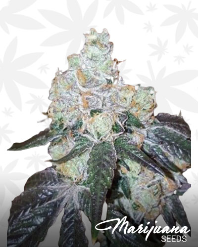 Thin Mint GSC